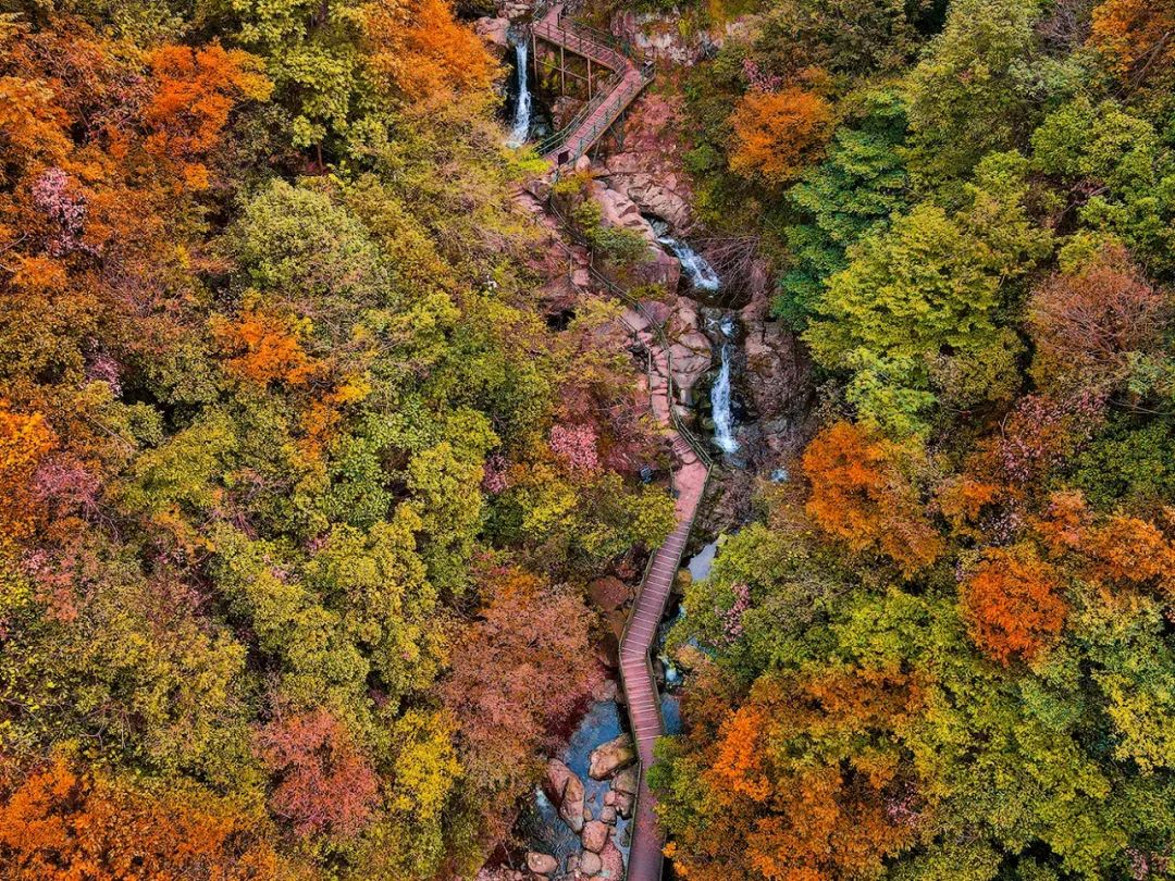 西九華山秋景醉人——紅葉碧竹映射“醉美”深秋！