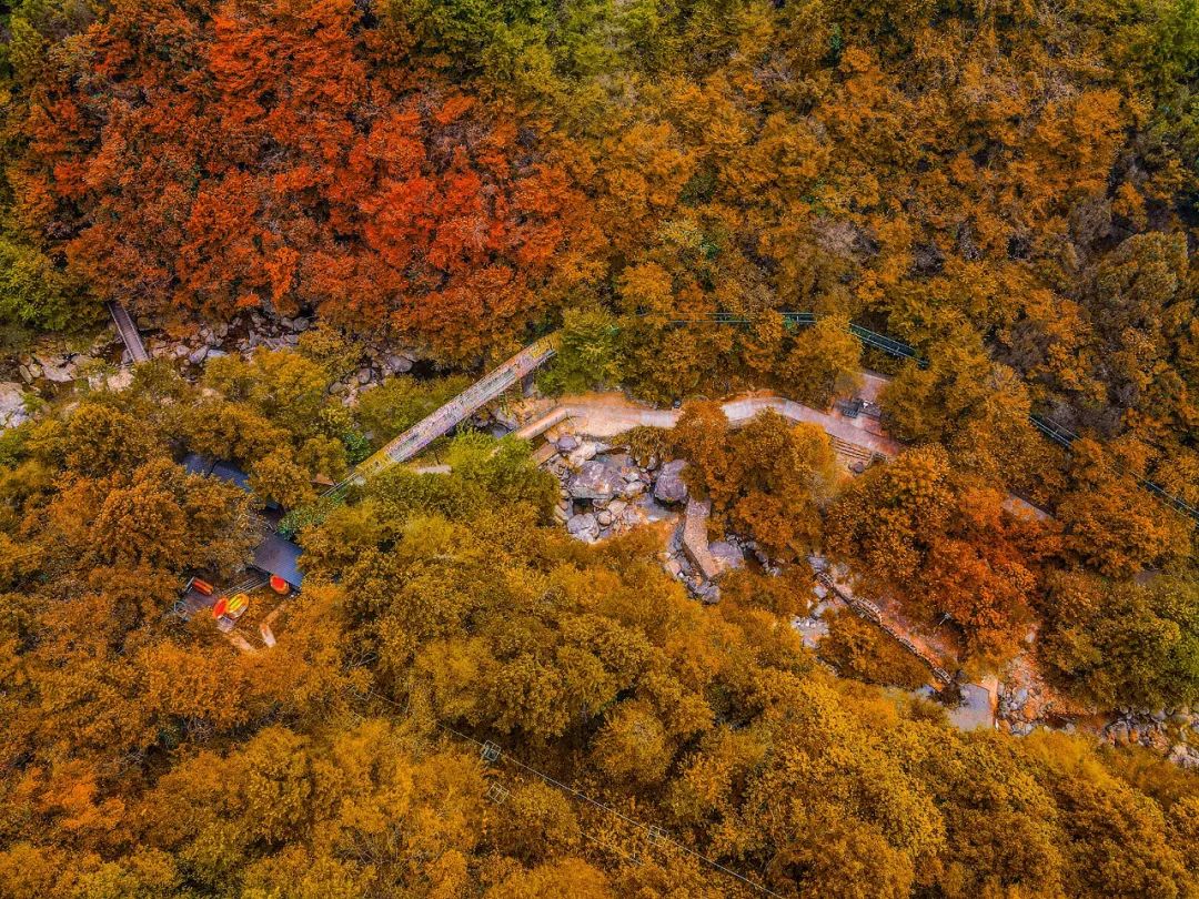 西九華山秋景醉人——紅葉碧竹映射“醉美”深秋！