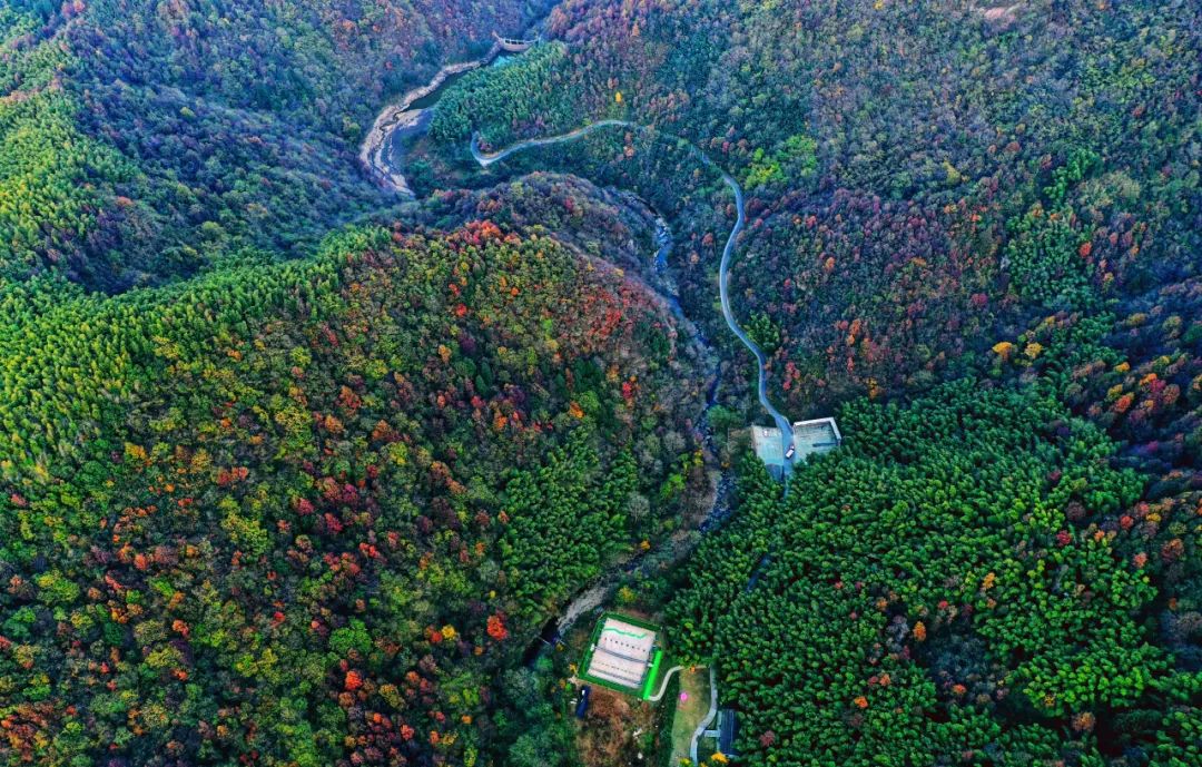 西九華山秋景醉人——紅葉碧竹映射“醉美”深秋！