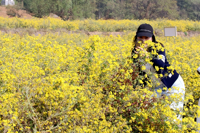 驛城區(qū)朱古洞鄉(xiāng)：野菊花開惹人醉