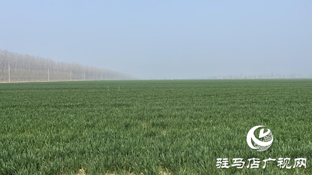 駐馬店市農(nóng)技植保站：加強小麥田間管理 確保小麥壯苗安全越冬