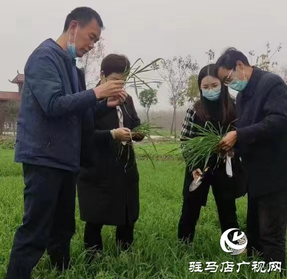 駐馬店市農(nóng)技植保站：加強(qiáng)小麥田間管理 確保小麥壯苗安全越冬