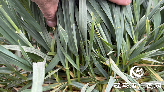 駐馬店市農(nóng)技植保站：加強小麥田間管理 確保小麥壯苗安全越冬