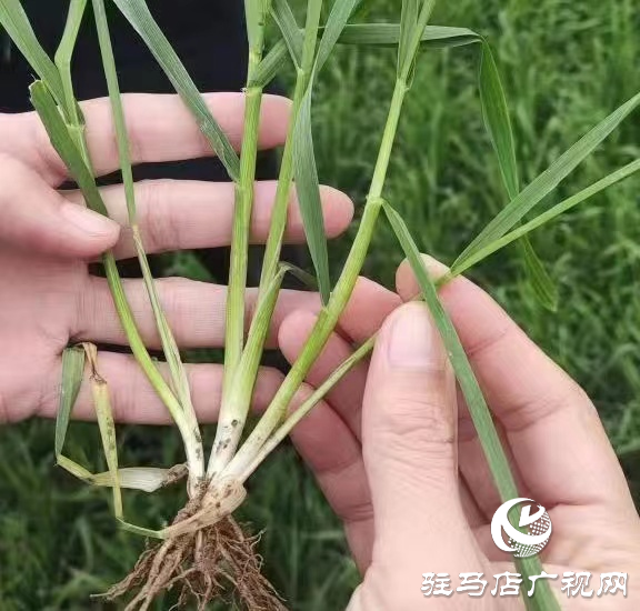 駐馬店市農(nóng)技植保站：加強小麥田間管理 確保小麥壯苗安全越冬