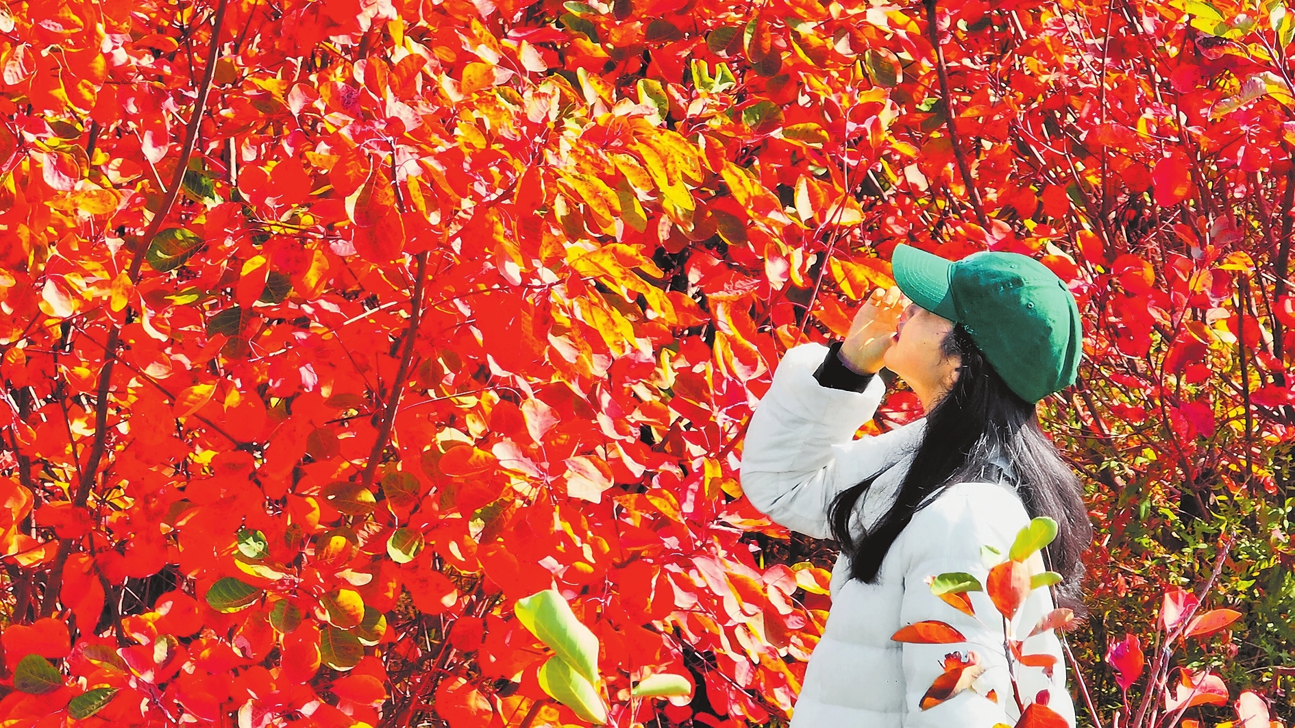 桐柏山 萬千紅葉醉霜華