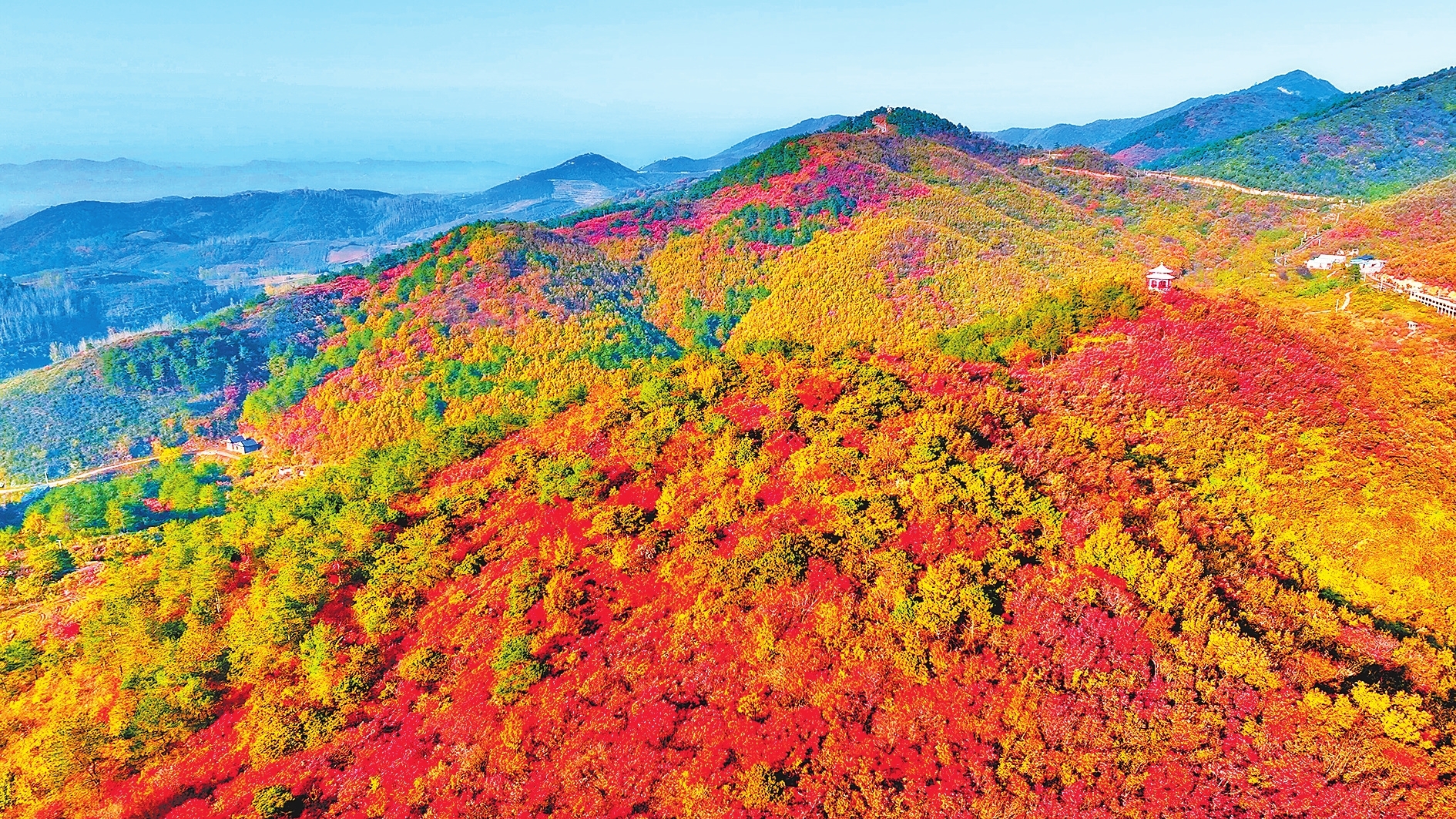 桐柏山 萬千紅葉醉霜華