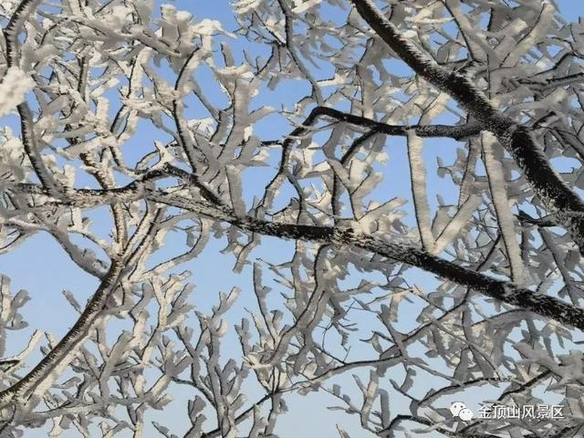 「金頂●冬雪」忽如一夜春風(fēng)來，千樹萬樹梨花開