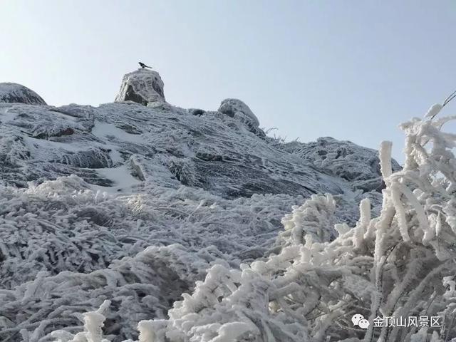 「金頂●冬雪」忽如一夜春風(fēng)來，千樹萬樹梨花開