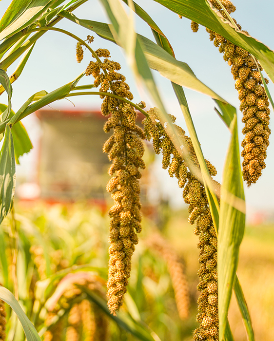 新華網(wǎng)評(píng)：“穩(wěn)”字當(dāng)頭，端牢中國(guó)飯碗