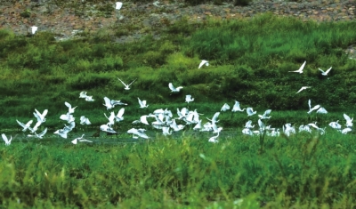 沙河國家濕地公園，一天兩次被央視“點(diǎn)贊”