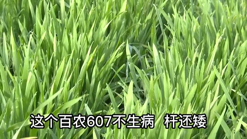 “百農(nóng)607”小麥春季觀摩訂貨會圓滿舉行