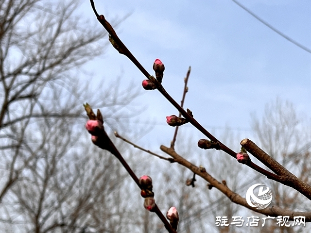 駐馬店開源公園春意正濃 吸引市民踏青健身