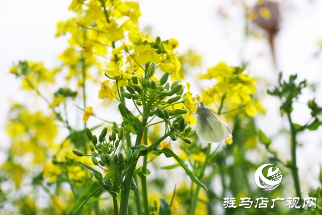 駐馬店：油菜花開滿地黃 叢間蝶舞蜜蜂忙