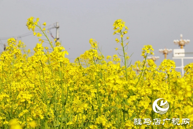 駐馬店：油菜花開滿地黃 叢間蝶舞蜜蜂忙