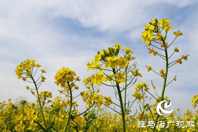 駐馬店：油菜花開滿地黃 叢間蝶舞蜜蜂忙