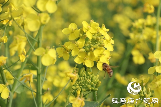 駐馬店：油菜花開滿地黃 叢間蝶舞蜜蜂忙