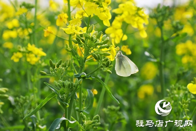 駐馬店：油菜花開滿地黃 叢間蝶舞蜜蜂忙