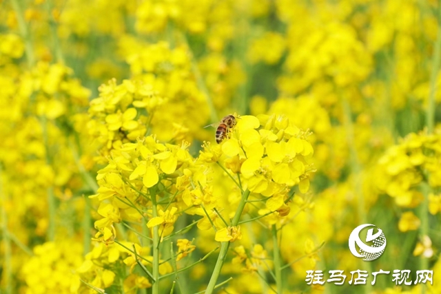 駐馬店：油菜花開滿地黃 叢間蝶舞蜜蜂忙