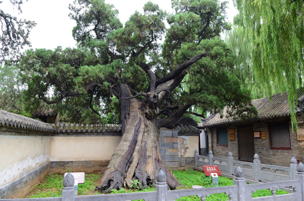 植樹節(jié)丨守護(hù)從歷史中走來(lái)的綠蔭 河南“樹醫(yī)”助力古樹名木“延壽回春”