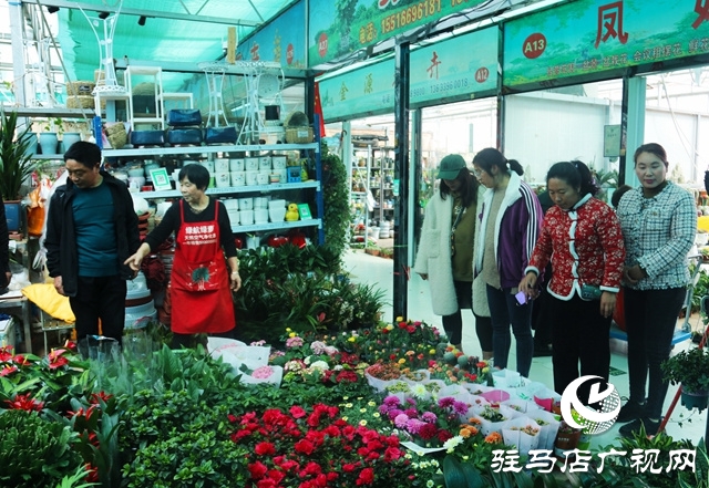 春暖花開添新綠 花卉市場人氣旺