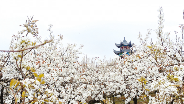 千樹萬(wàn)樹梨花開 萬(wàn)畝梨園美如畫