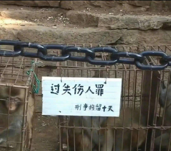 峨眉山猴子被拘留？假的！峨眉山猴子是國家二級保護動物