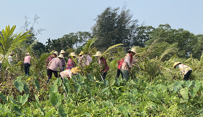 農(nóng)業(yè)農(nóng)村部組織集中滅除重大危害外來(lái)入侵物種