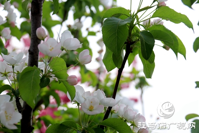 西平縣百萬(wàn)株海棠花開迎客來(lái)