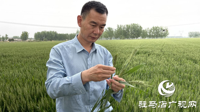 駐馬店市農(nóng)技植保站開展小麥“一噴三防”促豐收活動