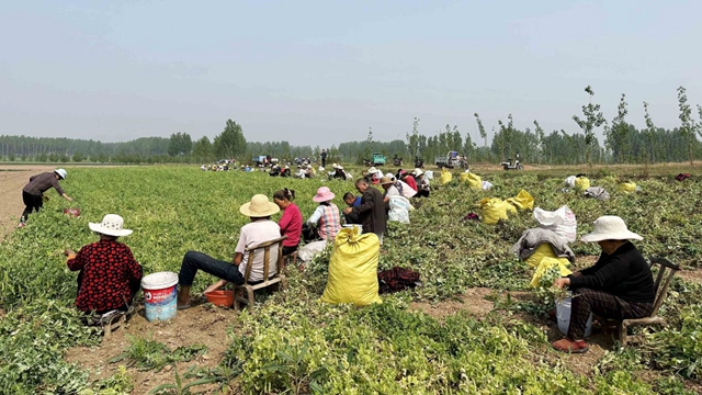 河南泌陽：種植豌豆擴(kuò)寬致富路