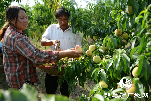 泌陽縣： “蹚出”鄉(xiāng)村集體經(jīng)濟發(fā)展新路子