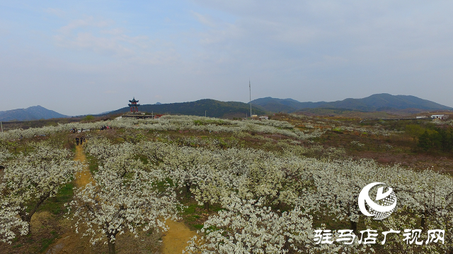 泌陽縣：瓜果梨桃繪就鄉(xiāng)村振興新畫卷