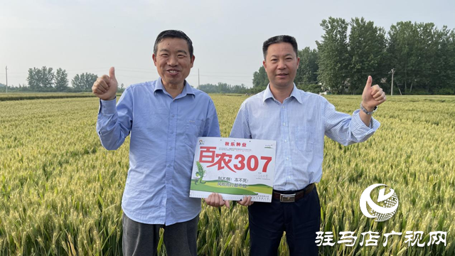 “百農(nóng)307”入選河南省2023年農(nóng)業(yè)主導品種