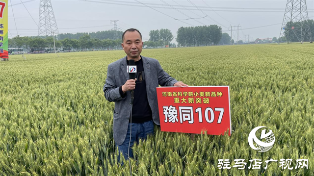 引領小麥新方向！噸源種業(yè)2023年豫同107觀摩會隆重召開