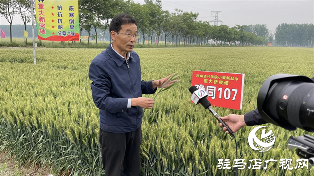 引領小麥新方向！噸源種業(yè)2023年豫同107觀摩會隆重召開