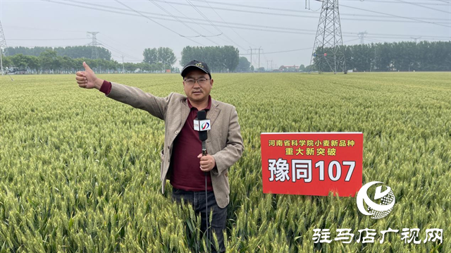 引領小麥新方向！噸源種業(yè)2023年豫同107觀摩會隆重召開