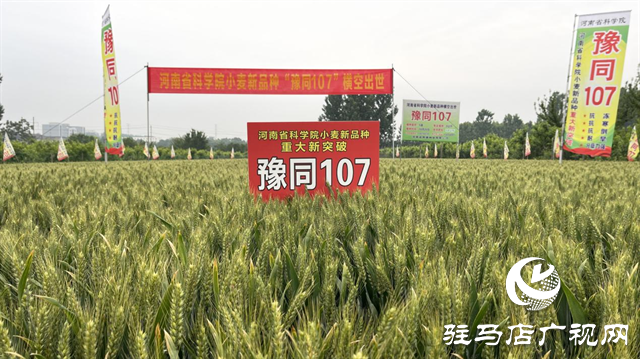 引領小麥新方向！噸源種業(yè)2023年豫同107觀摩會隆重召開