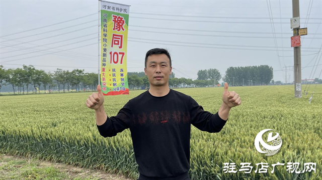 引領(lǐng)小麥新方向！噸源種業(yè)2023年豫同107觀摩會隆重召開