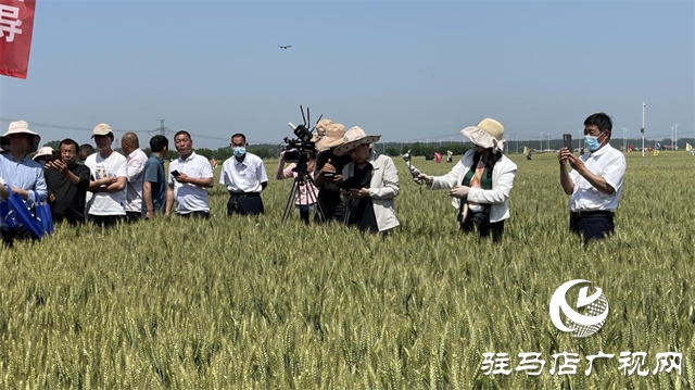 2023年“鄭麥1860”小麥現(xiàn)場觀摩會(huì)在駐馬店成功召開