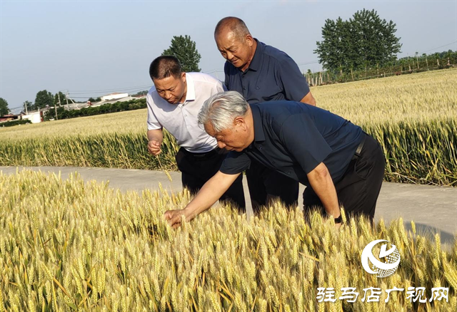 河南農業(yè)大學教授郭天財到河南金六豐小麥示范基地調研指導