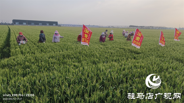 河南金糧田：嚴(yán)把麥種繁育質(zhì)量關(guān) 為來年豐收保駕護(hù)航