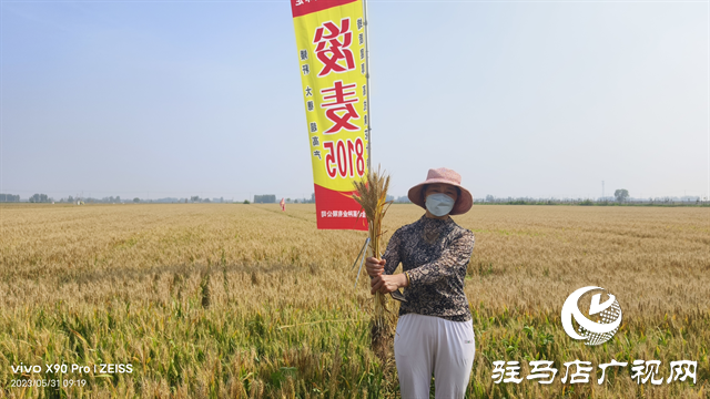 河南金糧田：嚴(yán)把麥種繁育質(zhì)量關(guān) 為來年豐收保駕護(hù)航