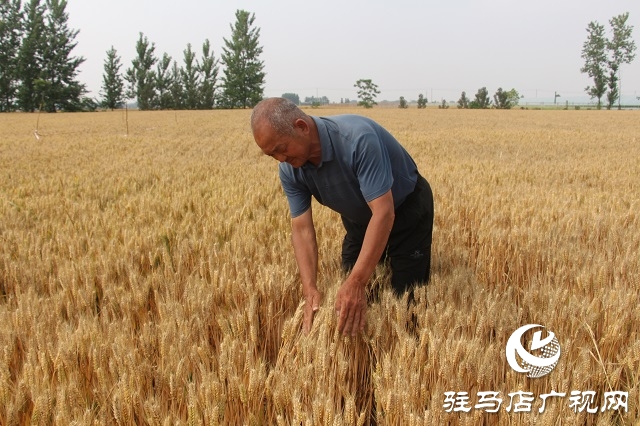 植保專家提醒：密切關注天氣變化 做好農(nóng)田搶收搶種