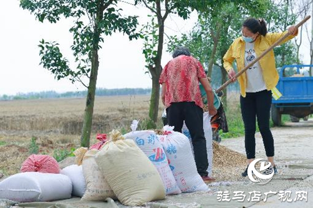 汝南縣：搶抓天氣晴好有利時機(jī)搶收麥子