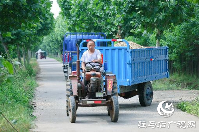 汝南縣：搶抓天氣晴好有利時機搶收麥子