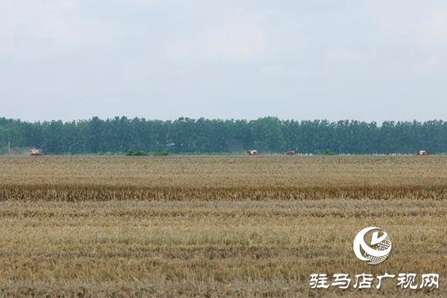 汝南縣：搶抓天氣晴好有利時機(jī)搶收麥子