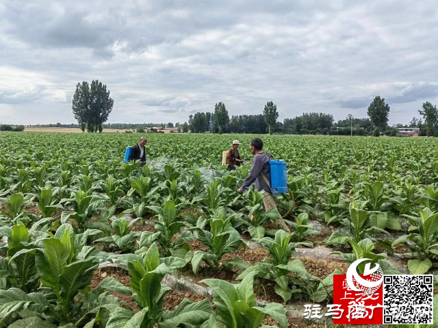 泌陽縣泰山廟鎮(zhèn)：碧葉肥煙波逐浪 產業(yè)興助農增收