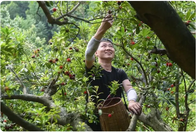 “中國(guó)楊梅之鄉(xiāng)”迎來(lái)增產(chǎn)豐收季