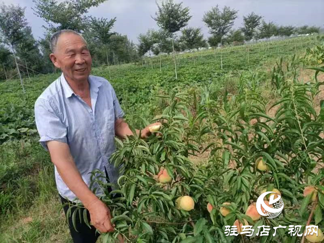 泌陽大磨山“野生大青桃”即將成熟！歡迎采摘！