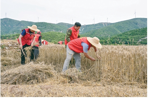 河南3.9萬名駐村幫扶干部助力夏糧搶收